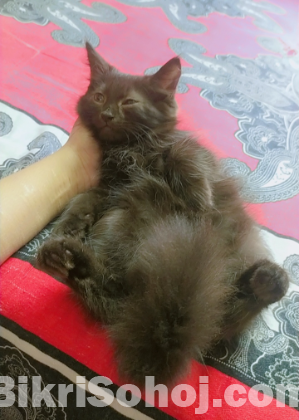 Persian kitten